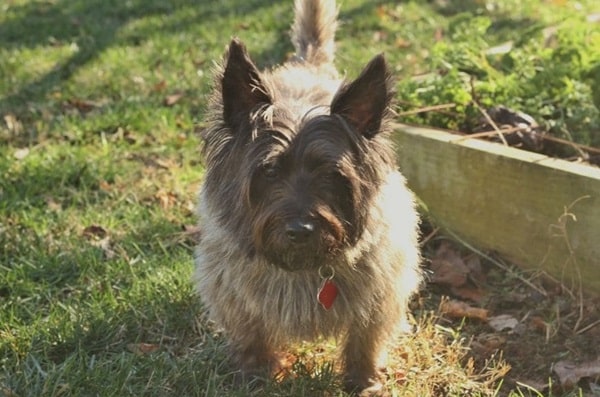 Керн-тер'єр