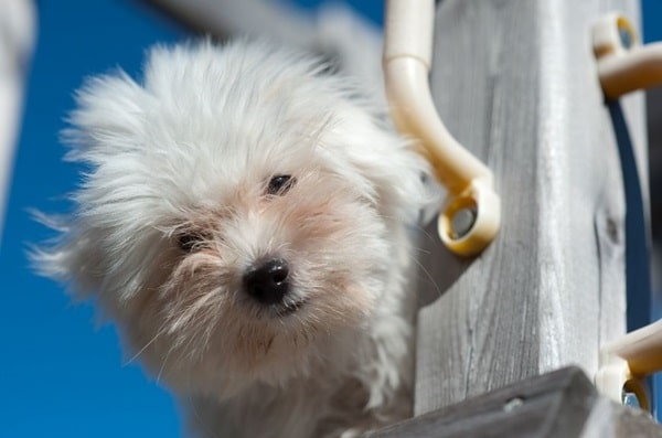 Котон-де-тулеар