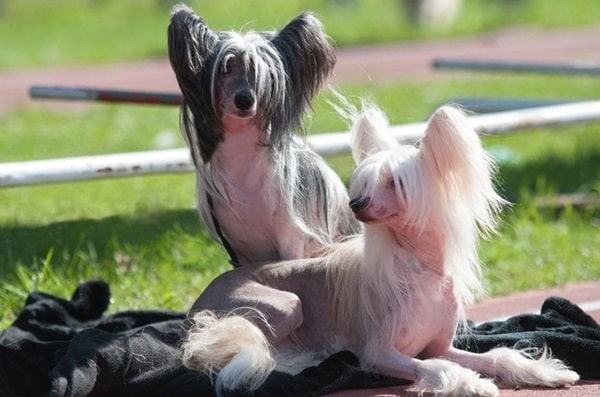 Китайський чубатий собака