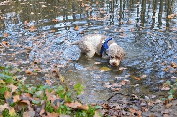 Лаготто-романьйоло