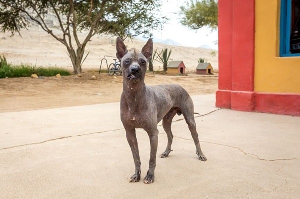 Перуанський голий собака