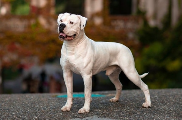 Американський бульдог