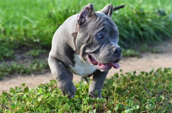 Американський буллі