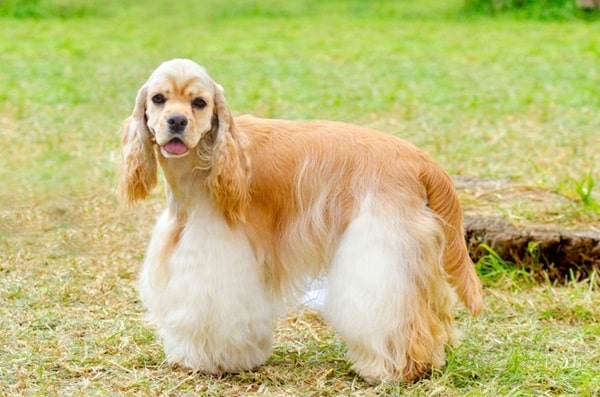 Американський кокер-спанієль