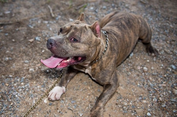 Американський пітбультер'єр