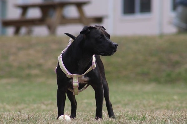 Американський стаффордширський тер'єр