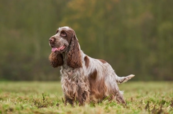 Англійський кокер-спанієль