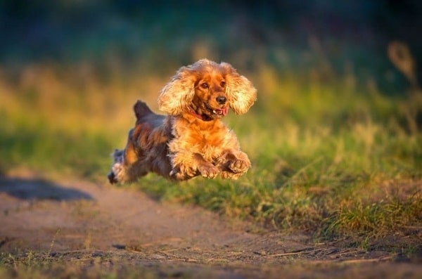 Англійський кокер-спанієль