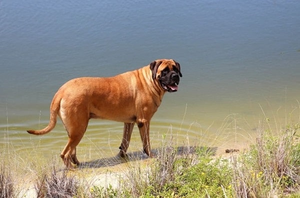 Англійський мастиф
