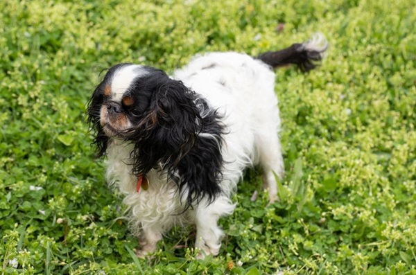 Англійський той-спанієль