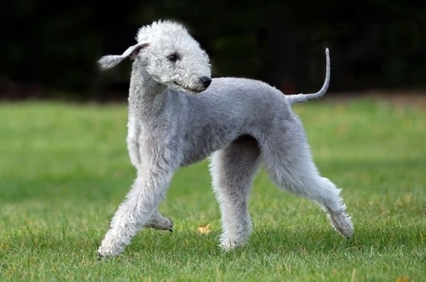 Бедлінгтон-тер'єр