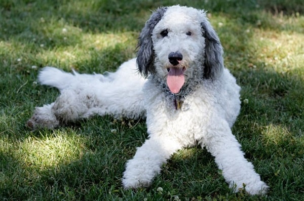 Бернедудель