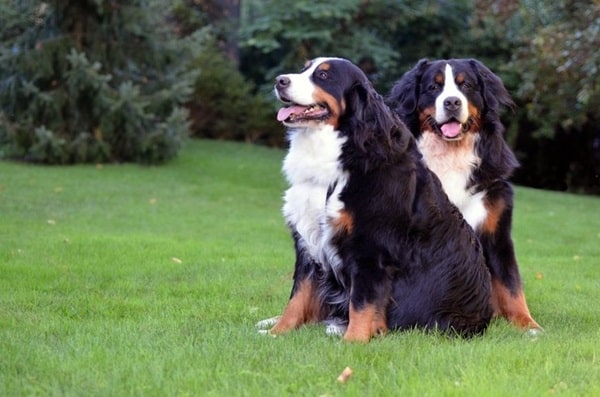 Бернський зенненхунд