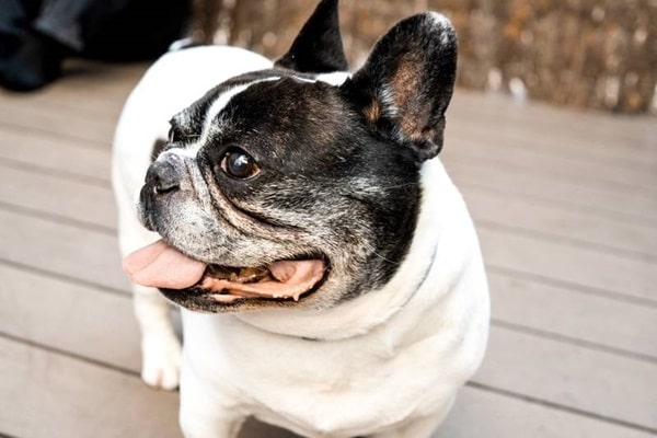 Біле забарвлення шерсті у французьких бульдогів