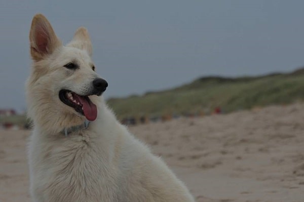 Біле забарвлення у німецьких вівчарок