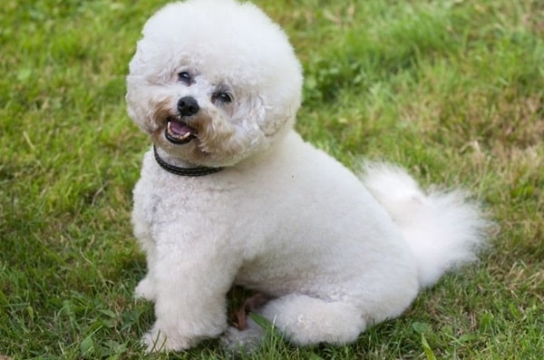 Бішон-фрізе