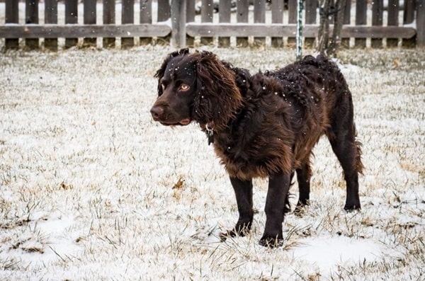 Бойкін-спанієль