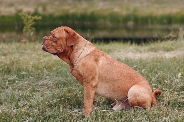 Бордоський дог