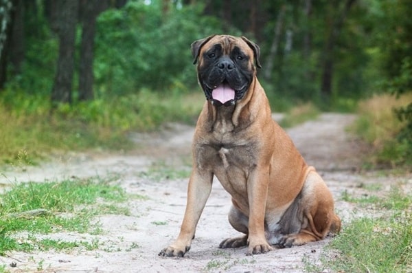 Бульмастиф