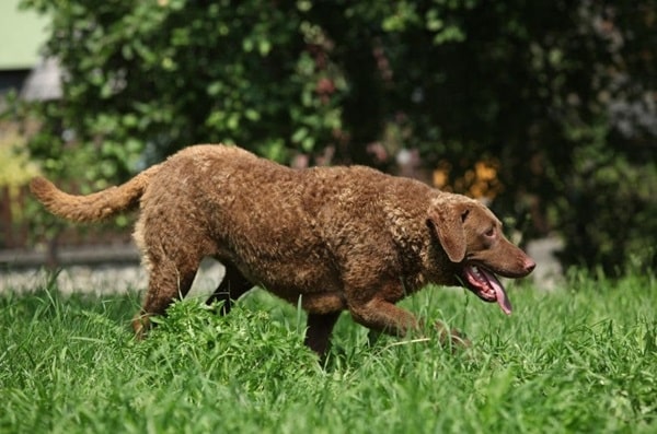 Чесапік-бей-ретривер