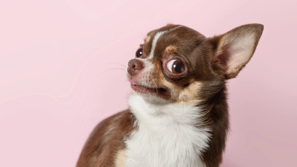 Чому собака боїться людей?