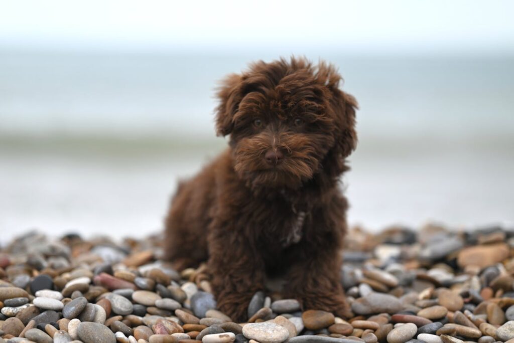 Чому собака їсть каміння?