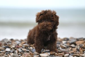 Чому собака їсть каміння?