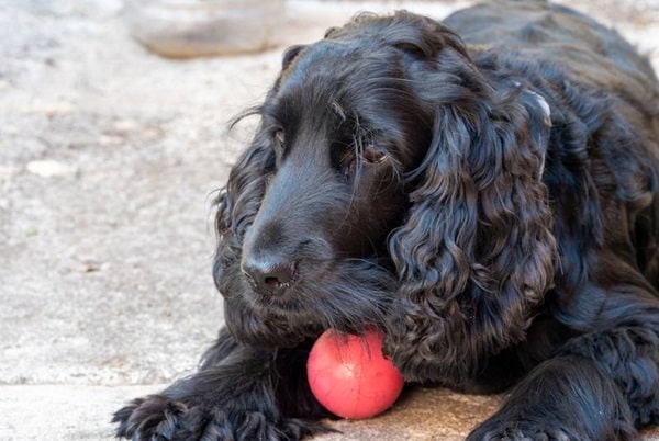 Чорне забарвлення у спаніелів