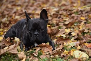 Чорний французький бульдог — фото та опис собаки.