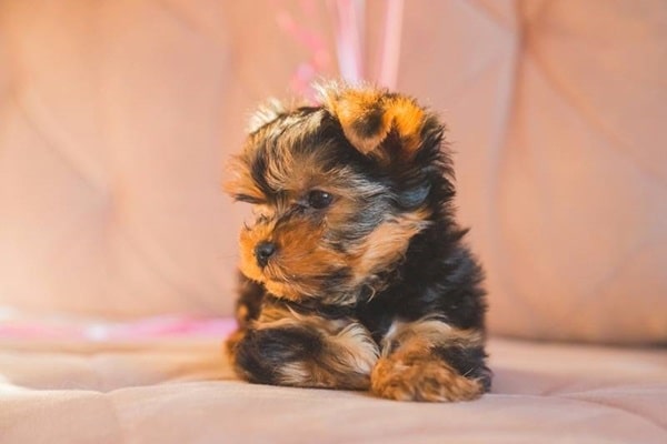 Чорний колір шерсті у йоркширських тер'єрів