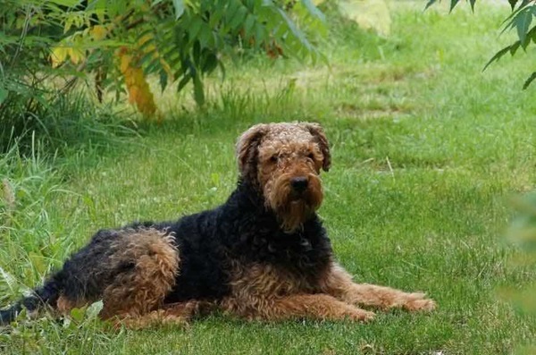 Ердельтер'єр