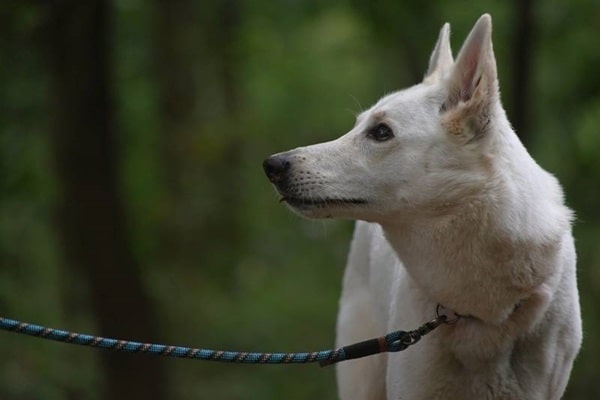 Факти про білих німецьких вівчарок