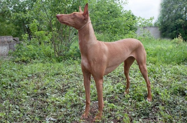 Фараоновий собака