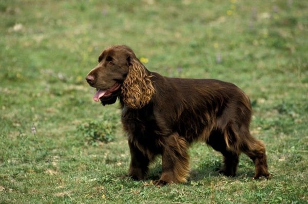 Філд-спанієль