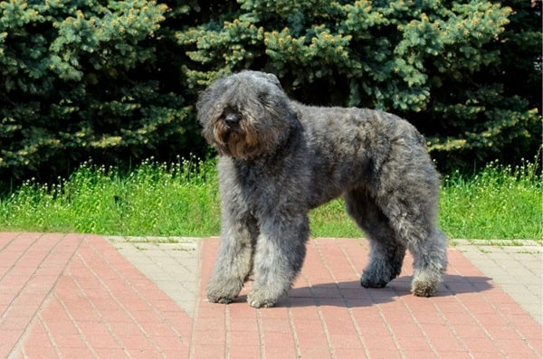 Фландрський був'є