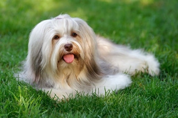 Гаванський бішон