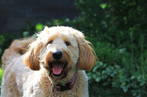 Голдендудль