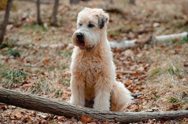 Ірландський м'якошерстий пшеничний тер'єр