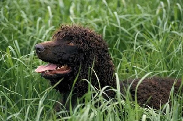 Ірландський водяний спанієль