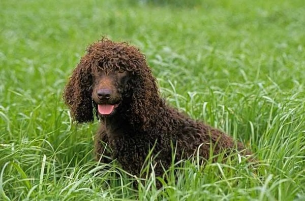 Ірландський водяний спанієль