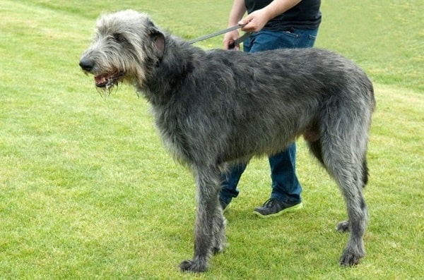 Ірландський вовкодав