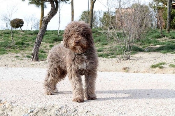 Іспанський водяний собака