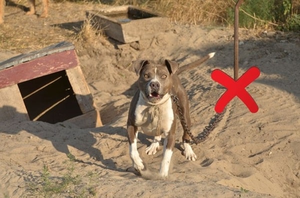 Категорично не можна тримати пітбулів на ланцюгу
