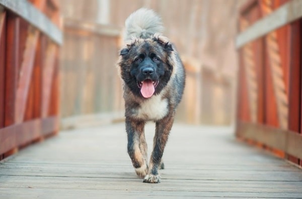 Кавказька вівчарка