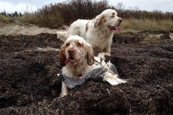 Кламбер-спанієль