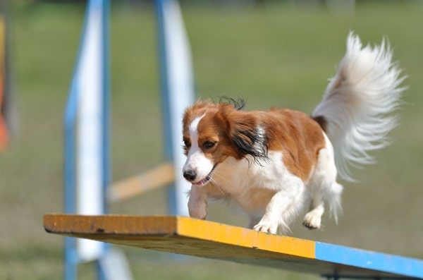 Коікерхондьє