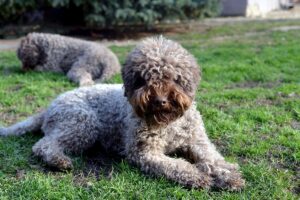 Кучеряві собаки з красивою кучерявою шерстю.