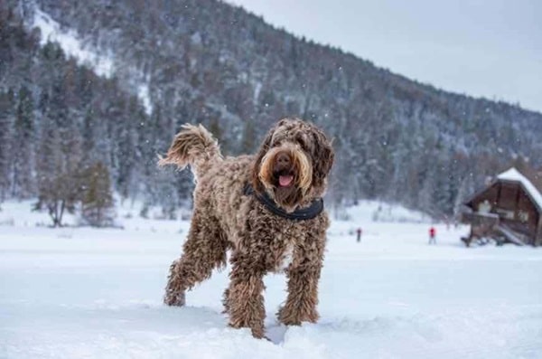 Лабрадудль