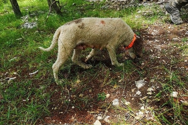 Лаготто-романьйоло