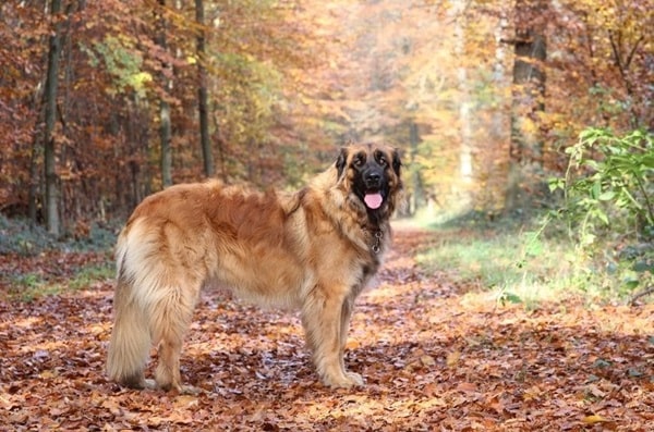 Леонбергер